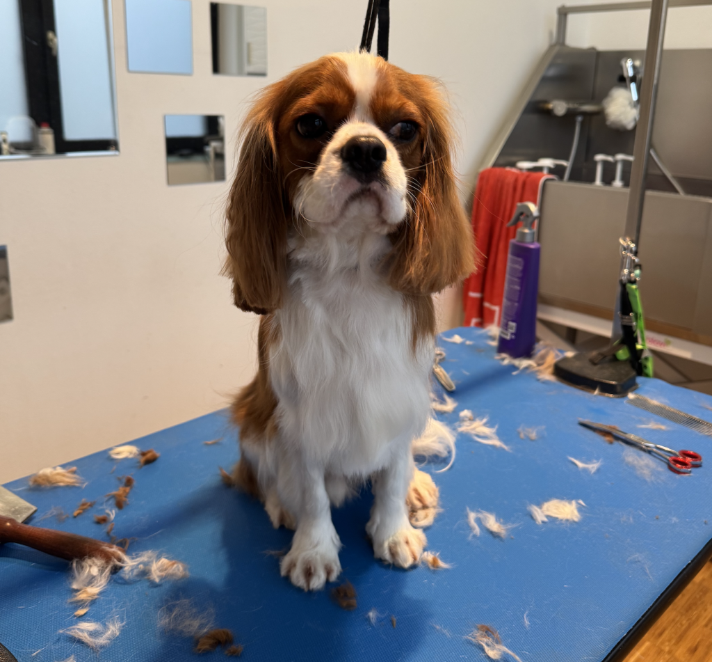 Kakšna je pravilna nega kužka pasme cavalir?