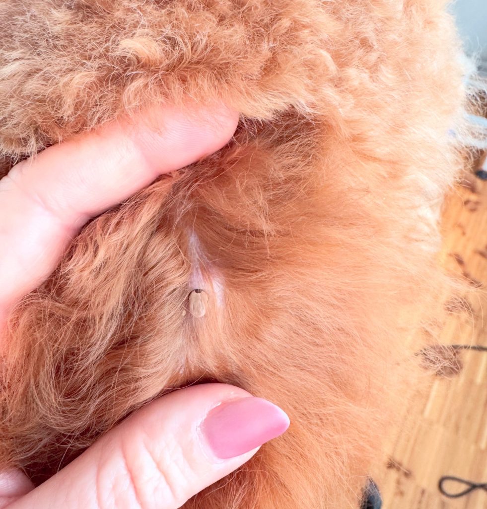 Zaščita pred klopi: kaj vse je na voljo za uporabo?